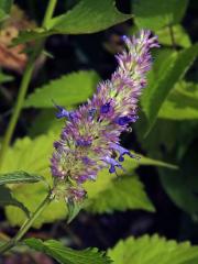 Agastache anýzová (Agastache foeniculum (Pursh) Kuntze)