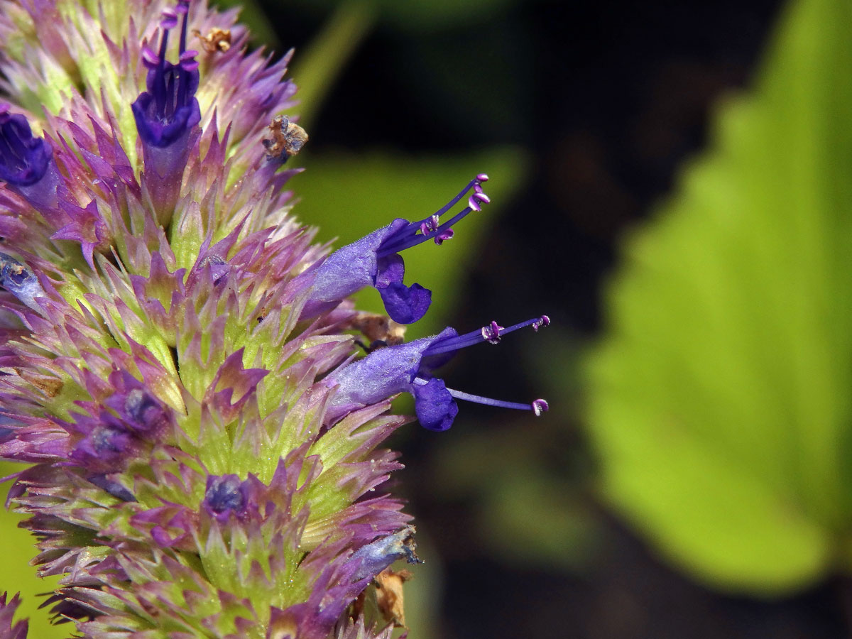 Agastache anýzová (Agastache foeniculum (Pursh) Kuntze)