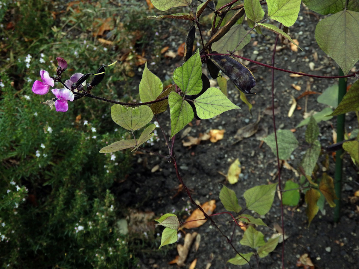 Lablab purpurový (Lablab purpureus (L.) Sweet)