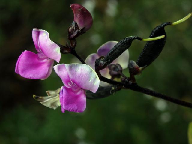 Lablab purpurový (Lablab purpureus (L.) Sweet)