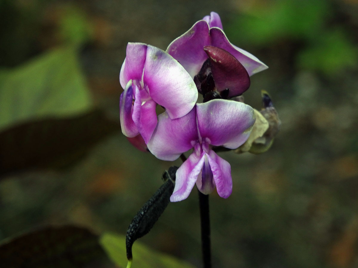 Lablab purpurový (Lablab purpureus (L.) Sweet)