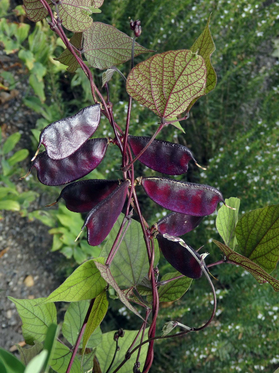 Lablab purpurový (Lablab purpureus (L.) Sweet)