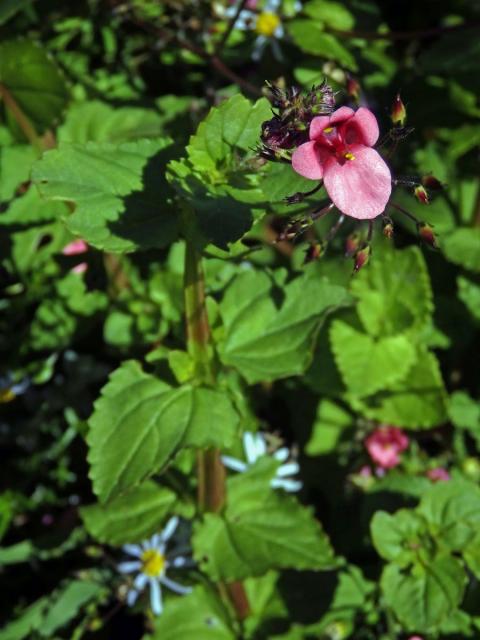 Diascia vigilis Hilliard et B. L. Burtt.