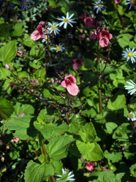 Diascia vigilis Hilliard et B. L. Burtt.