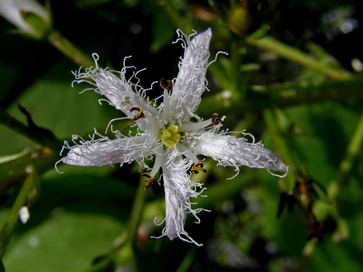 Vachta trojlistá (Menyanthes trifoliata L.)