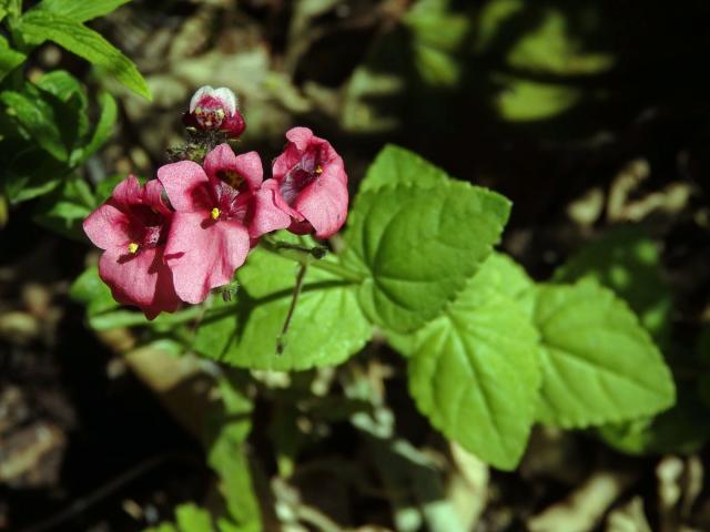 Diascia vigilis Hilliard et B. L. Burtt.