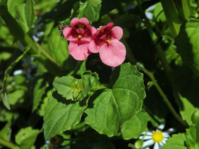 Diascia vigilis Hilliard et B. L. Burtt.