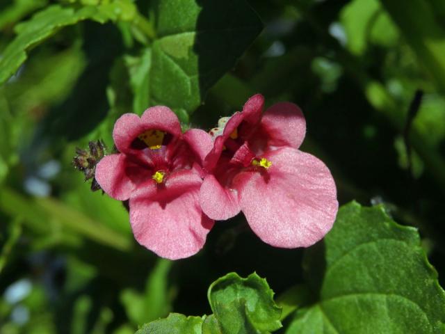 Diascia vigilis Hilliard et B. L. Burtt.