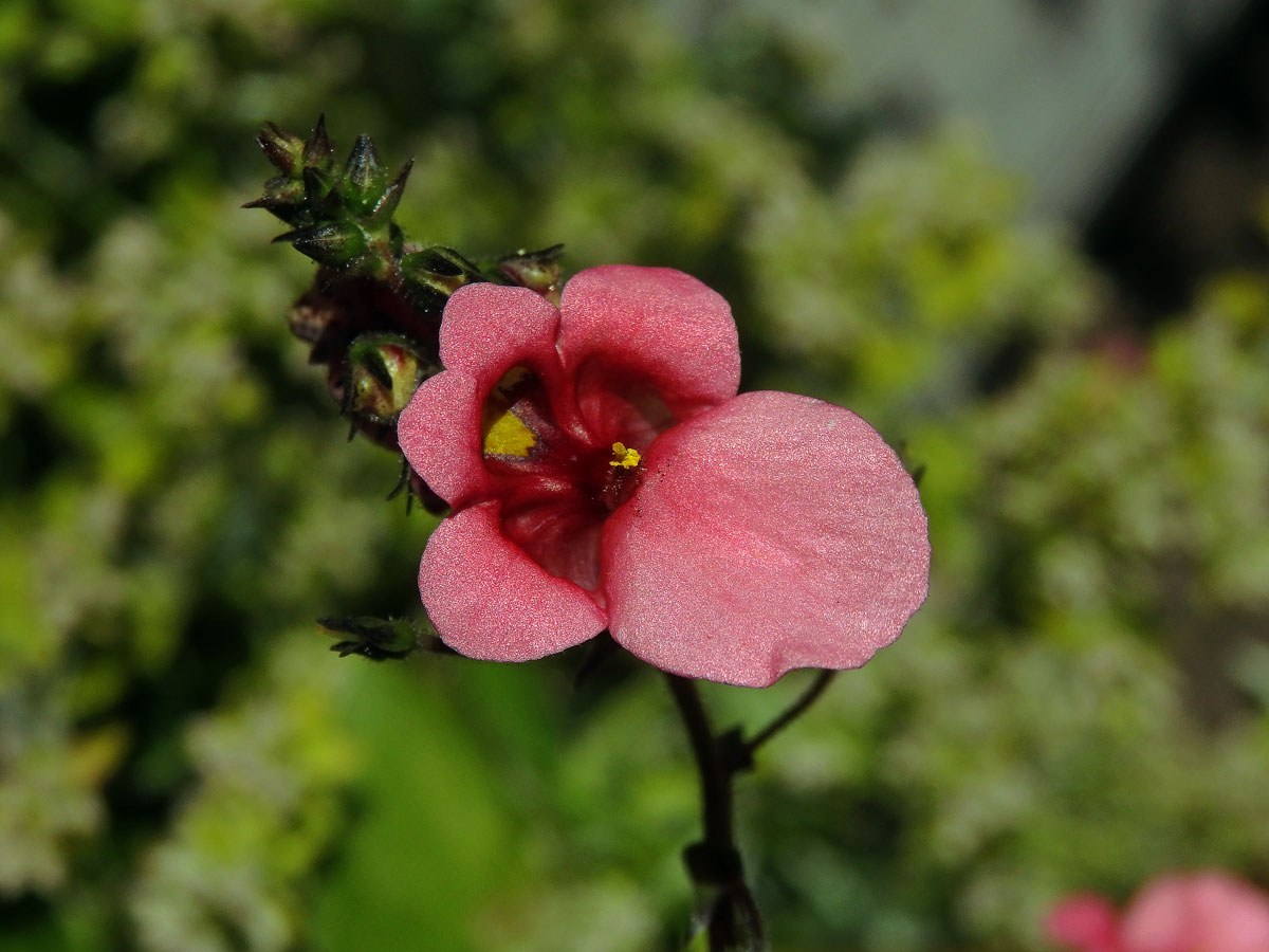 Diascia vigilis Hilliard et B. L. Burtt.