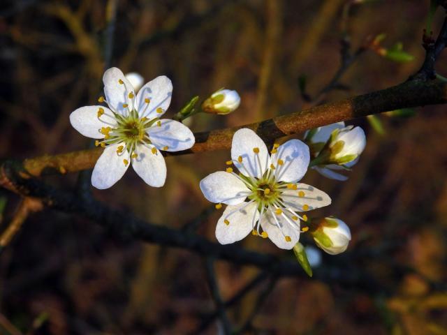 Trnka obecná (Prunus spinosa L.), šestičetný květ (4a)