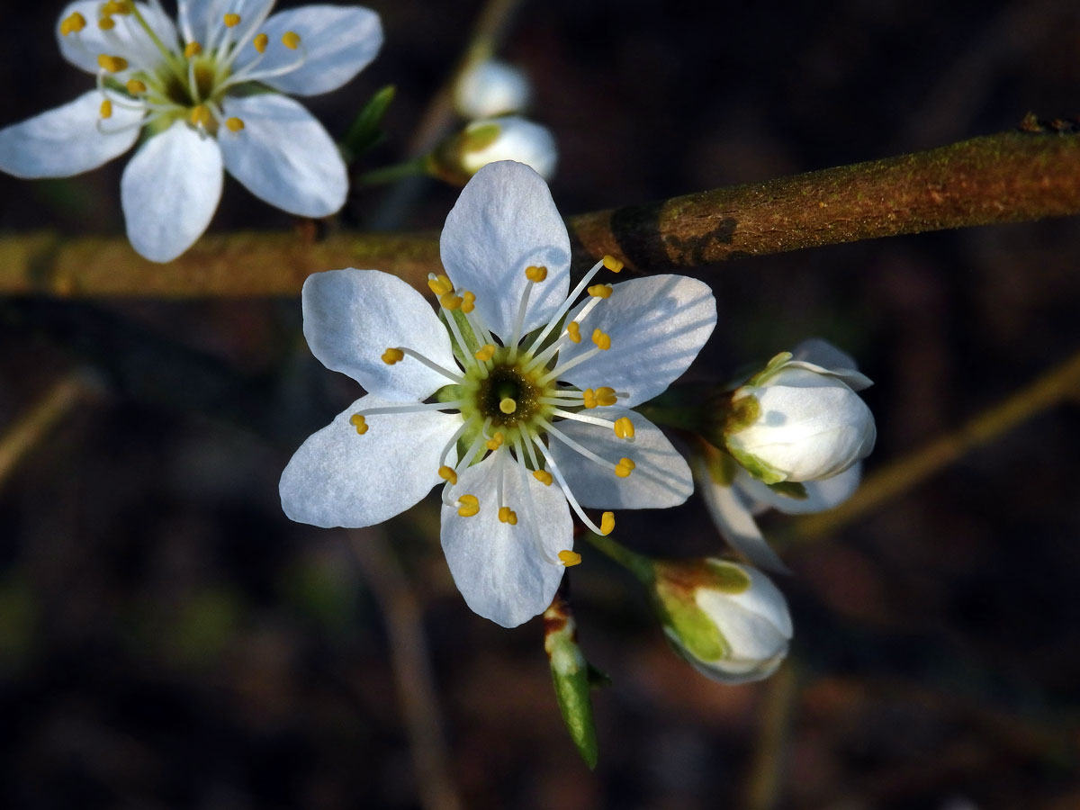 Trnka obecná (Prunus spinosa L.), šestičetný květ (4b)