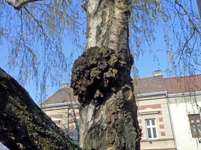 Nádor na bříze bělokoré (Betula pendula Roth) (69b)