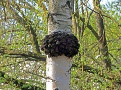 Nádor na bříze bělokoré (Betula pendula Roth) (70)