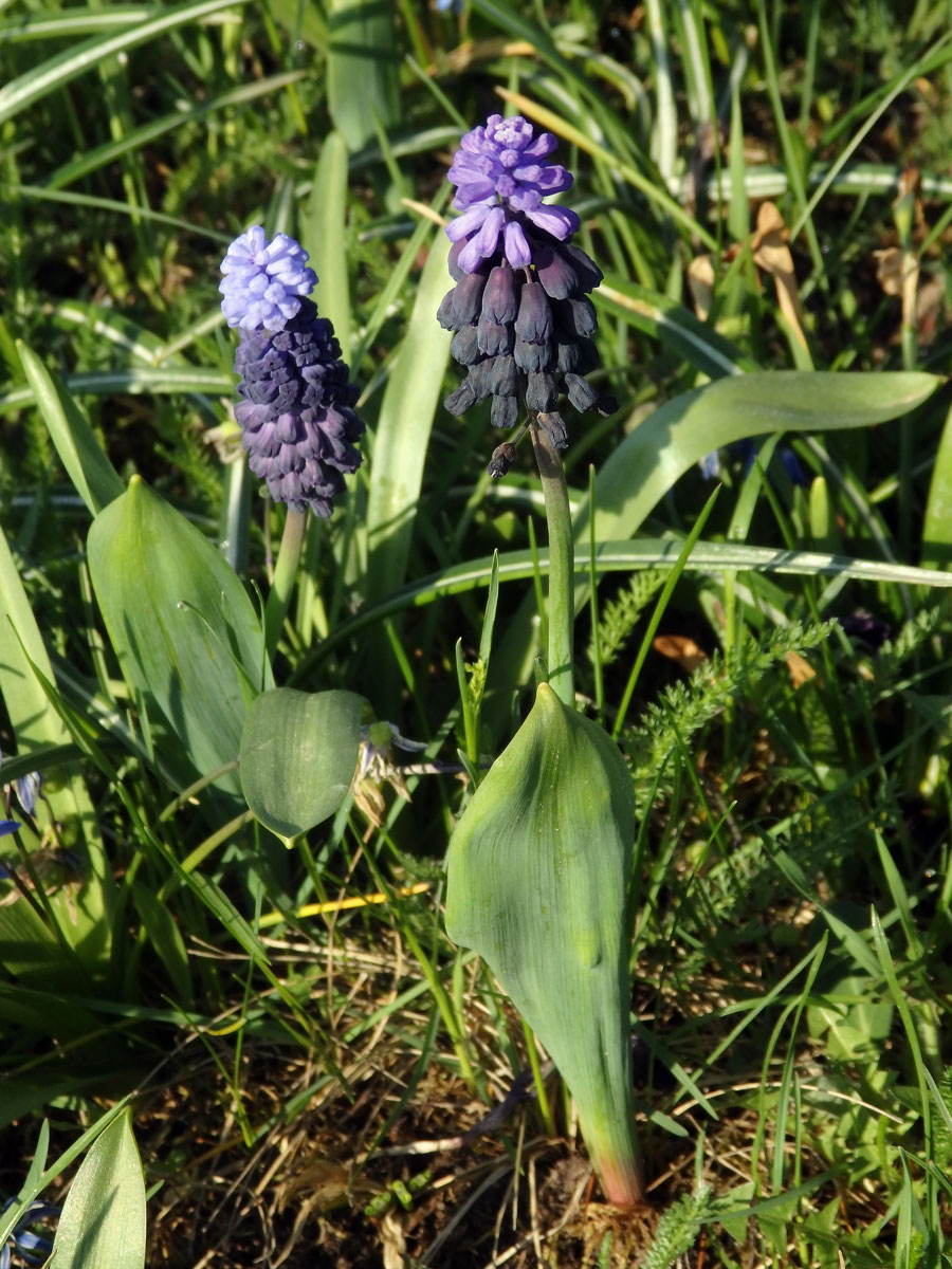 Modřenec širokolistý (Muscari latifolium J. Kirk.)