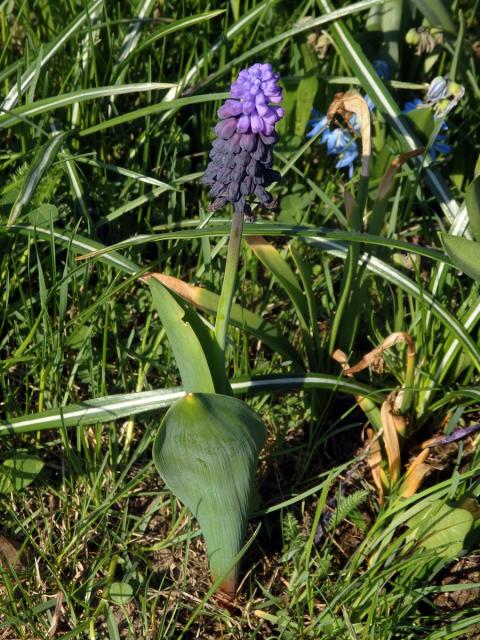 Modřenec širokolistý (Muscari latifolium J. Kirk.)