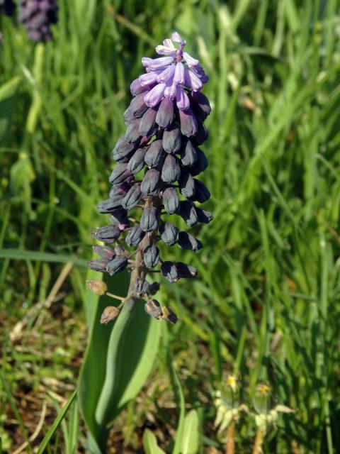 Modřenec širokolistý (Muscari latifolium J. Kirk.)