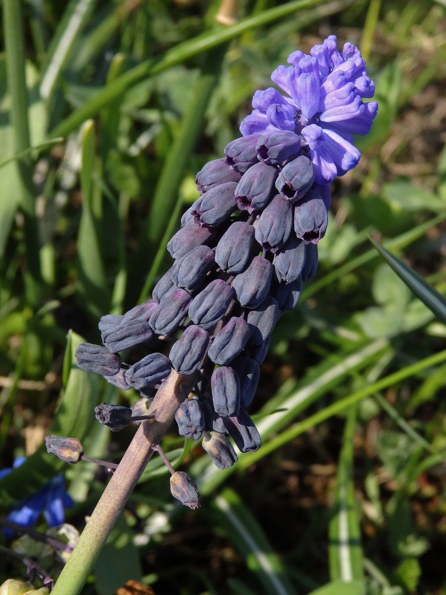 Modřenec širokolistý (Muscari latifolium J. Kirk.)