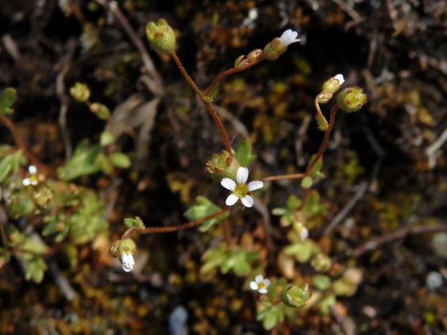 Lomikámen trojprstý (Saxifraga tridactylites L.)