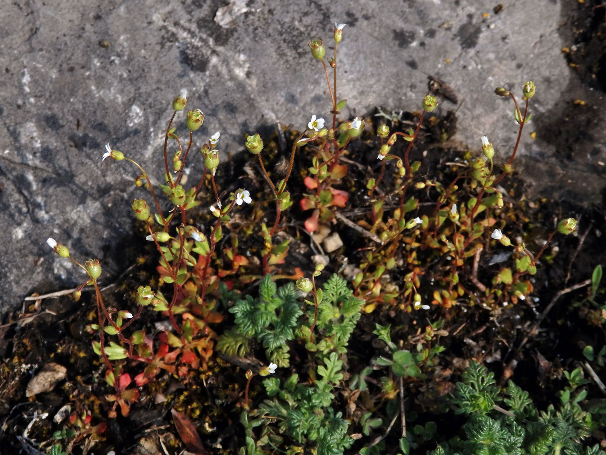 Lomikámen trojprstý (Saxifraga tridactylites L.)