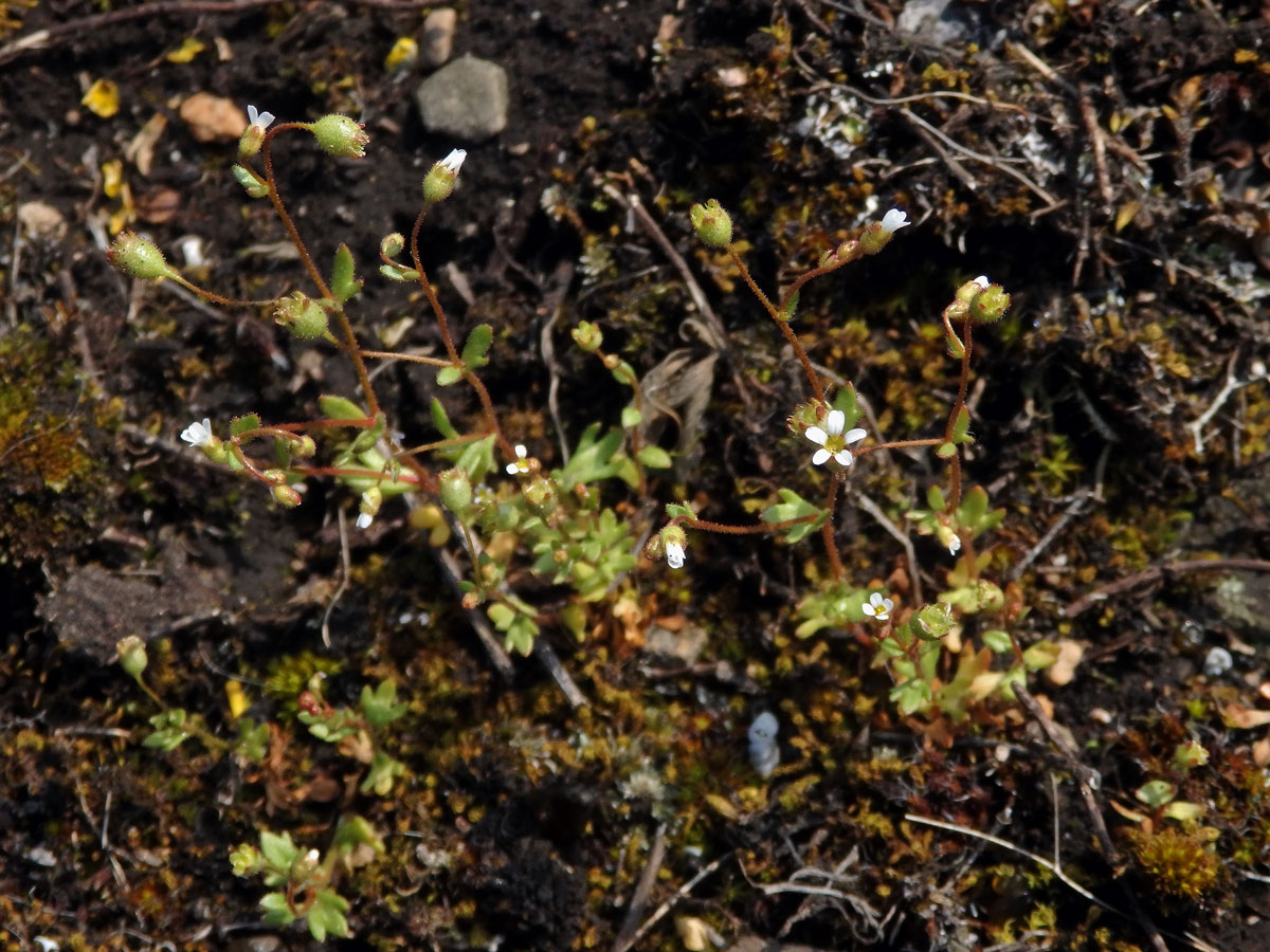 Lomikámen trojprstý (Saxifraga tridactylites L.)