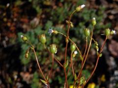 Lomikámen trojprstý (Saxifraga tridactylites L.)