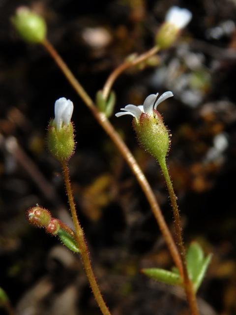 Lomikámen trojprstý (Saxifraga tridactylites L.)