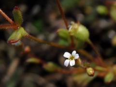 Lomikámen trojprstý (Saxifraga tridactylites L.)