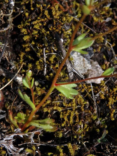 Lomikámen trojprstý (Saxifraga tridactylites L.)