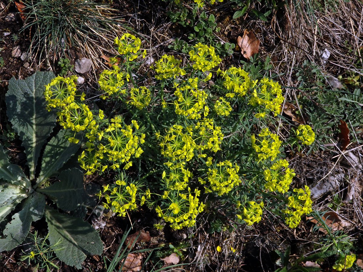 Pryšec chvojka (Euphorbia cyparissias L.)