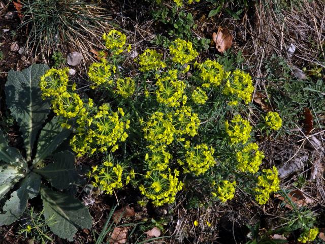 Pryšec chvojka (Euphorbia cyparissias L.)