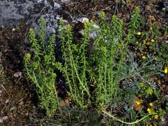 Pryšec chvojka (Euphorbia cyparissias L.)