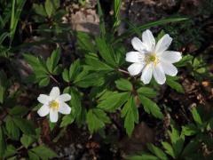 Sasanka hajní (Anemone nemorosa L.) - devítičetný květ (7a)