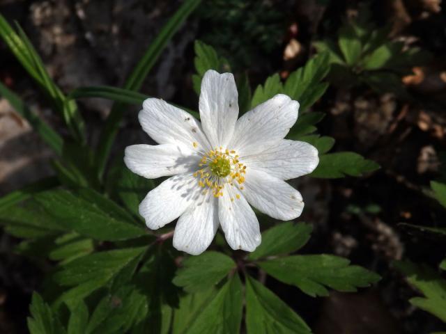 Sasanka hajní (Anemone nemorosa L.) - devítičetný květ (7b)