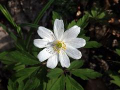 Sasanka hajní (Anemone nemorosa L.) - devítičetný květ (7b)