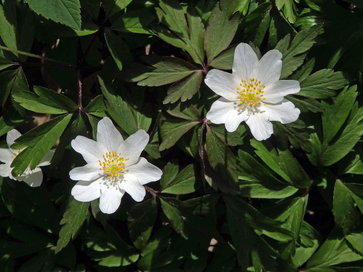 Sasanka hajní (Anemone nemorosa L.) - osmičetný květ (4)