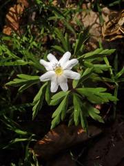 Sasanka hajní (Anemone nemorosa L.) - osmičetný květ (13a)
