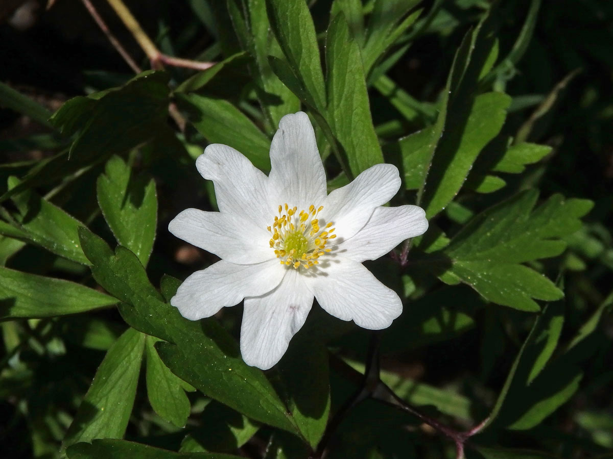 Sasanka hajní (Anemone nemorosa L.) - osmičetný květ (13b)