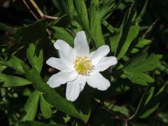 Sasanka hajní (Anemone nemorosa L.) - osmičetný květ (13b)