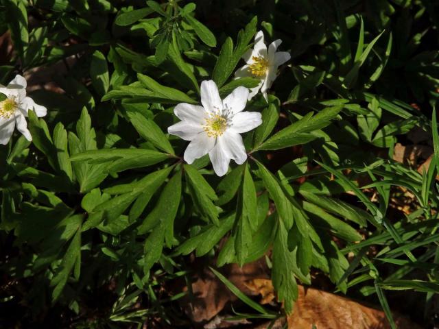 Sasanka hajní (Anemone nemorosa L.) - osmičetný květ (16a)