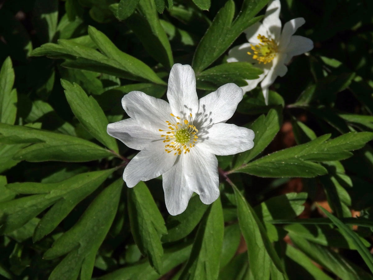 Sasanka hajní (Anemone nemorosa L.) - osmičetný květ (16b)