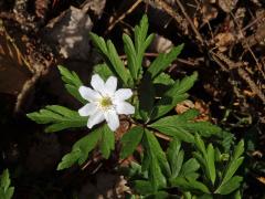 Sasanka hajní (Anemone nemorosa L.) - osmičetný květ (14a)