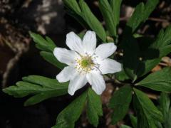 Sasanka hajní (Anemone nemorosa L.) - osmičetný květ (14b)