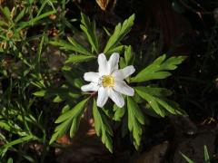 Sasanka hajní (Anemone nemorosa L.) - osmičetný květ (8a)