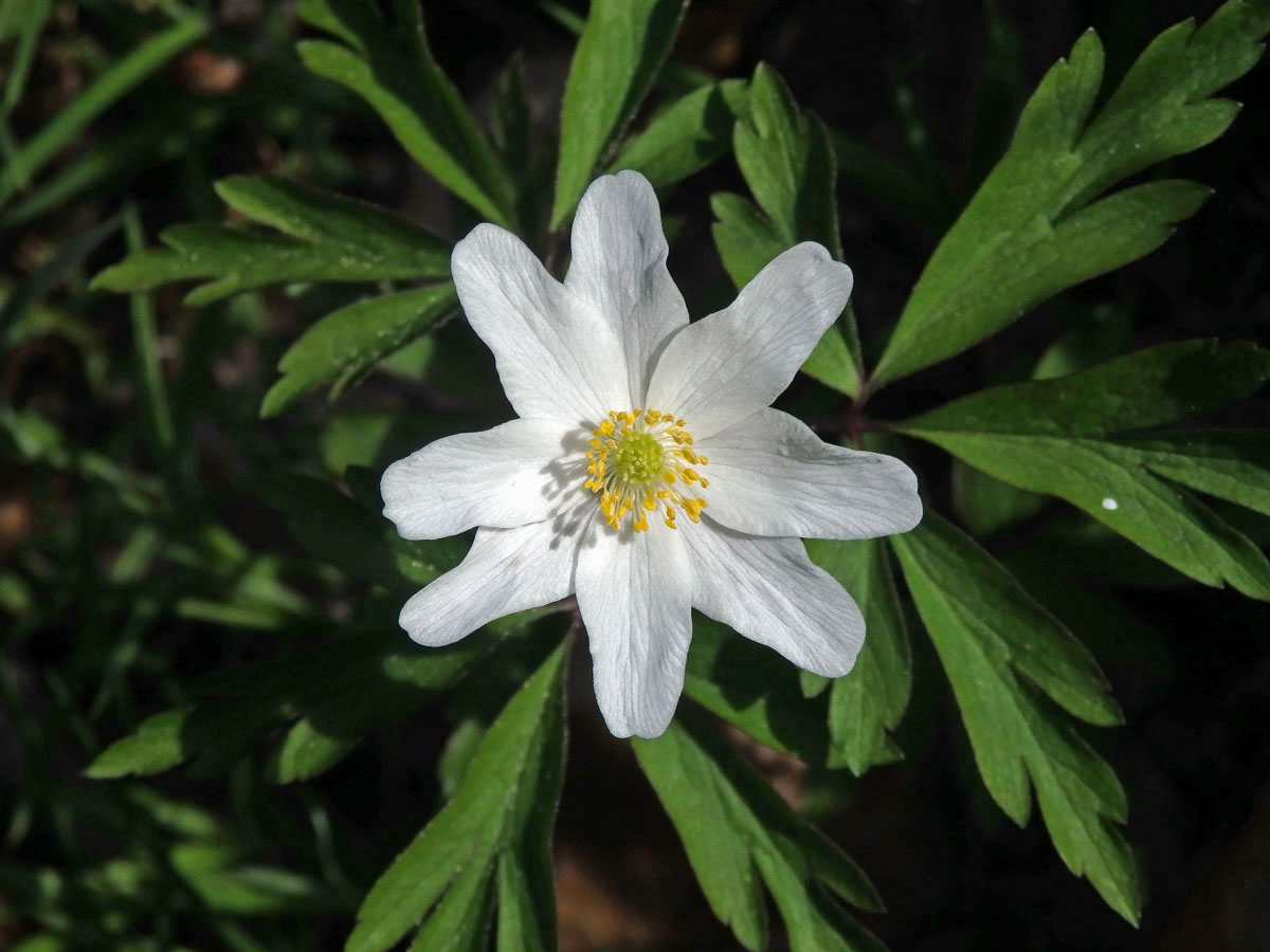 Sasanka hajní (Anemone nemorosa L.) - osmičetný květ (8b)