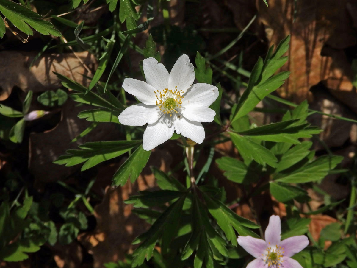 Sasanka hajní (Anemone nemorosa L.) - osmičetný květ (9)