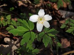 Sasanka hajní (Anemone nemorosa L.) - pětičetný květ (1)
