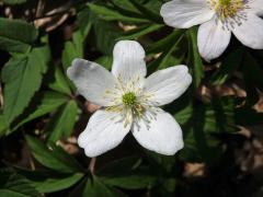 Sasanka hajní (Anemone nemorosa L.) - pětičetný květ (2)