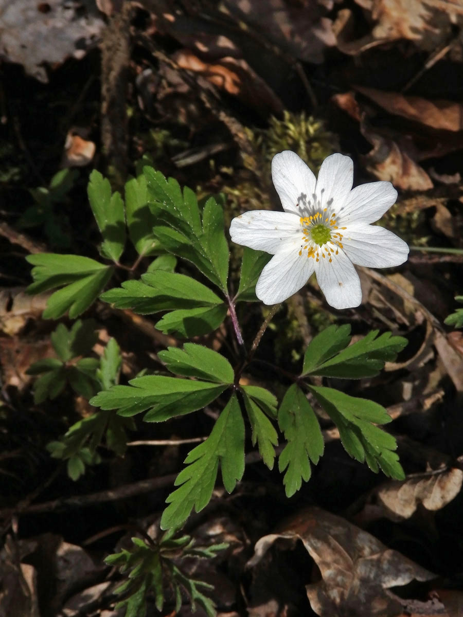 Sasanka hajní (Anemone nemorosa L.) - sedmičetný květ (5a)