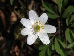 Sasanka hajní (Anemone nemorosa L.) - sedmičetný květ (5b)