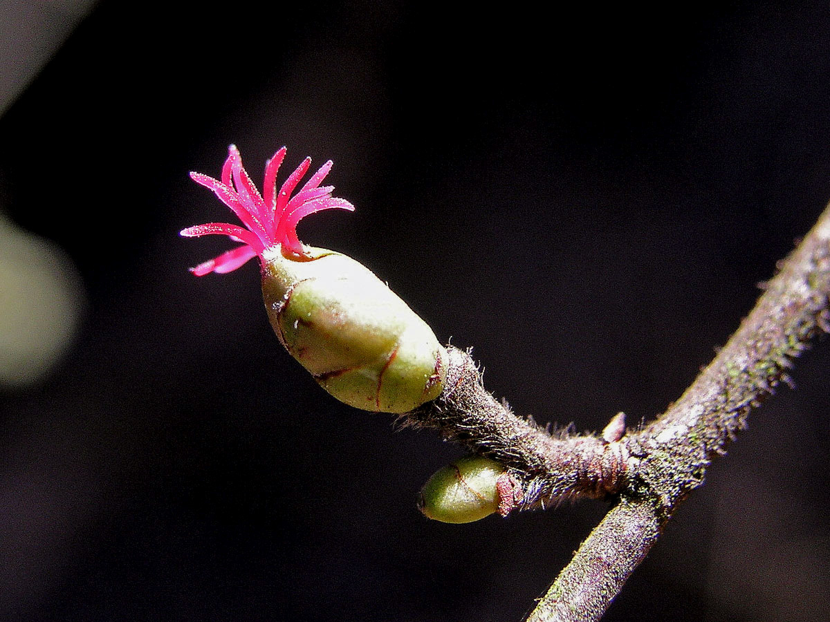 Líska obecná (Corylis avellana L.)